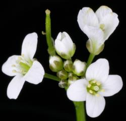 Cardamine verna. Top view of flowers.
 Image: P.B. Heenan © Landcare Research 2019 CC BY 3.0 NZ